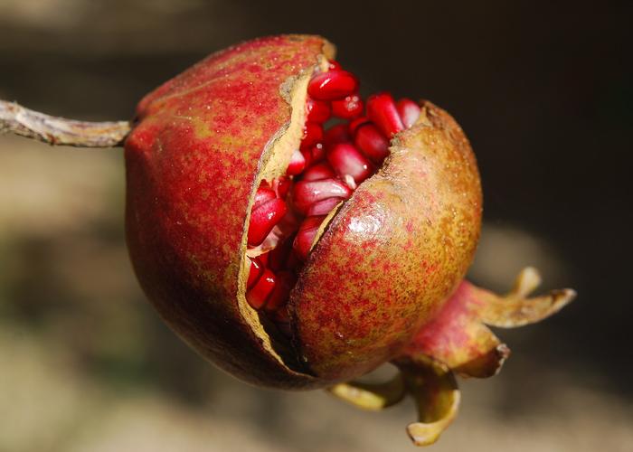 Large pomegranate fruit flower exotic 65949